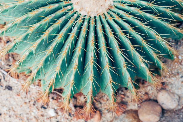cacto do espinho do close up - agave cactus natural pattern pattern - fotografias e filmes do acervo