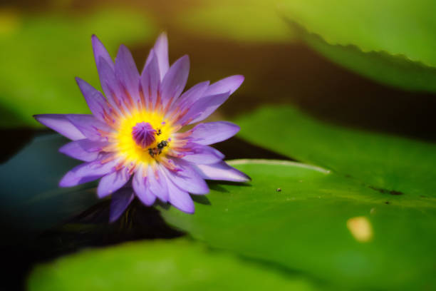 Bees in lotus pink flower.Blooming Water lily ( Nymphaea stellata Willd ) float in tranquil river garden. Copy Space Bees in lotus pink flower.Blooming Water lily ( Nymphaea stellata Willd ) float in tranquil river garden. Copy Space nymphaea stellata stock pictures, royalty-free photos & images