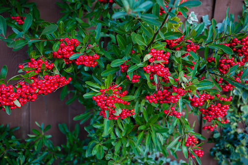 Bright red berries of bearberry cotoneaster, dammeri with green leaves