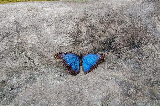 a moth rests on a rock in the Amazon region of Ecuador