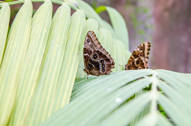 Two butterflies perched on rotting fruit in a lush garden. Close-up shot captures intricate wing patterns. Nature scene highlighting the cycle of life and decay in the ecosystem.