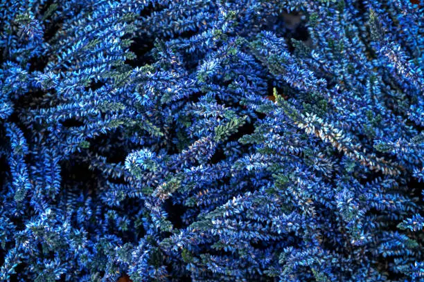 wonderful blue colored Hebe Speciosa Addenda flowers