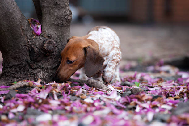 pétala do magnolia do jardim do cão do dachshund - sweet magnolia florida flower magnolia - fotografias e filmes do acervo