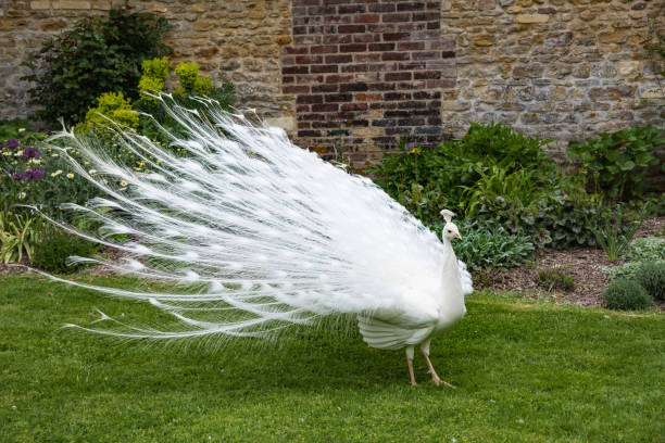 istock White peacock showing off in the park 1148239493