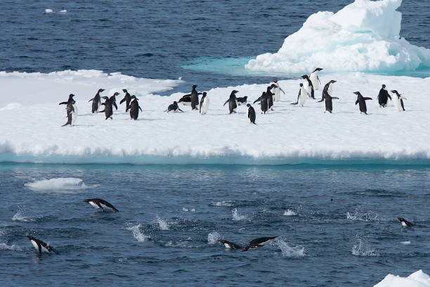 istock Small group of Adelie Penguins 1148241037