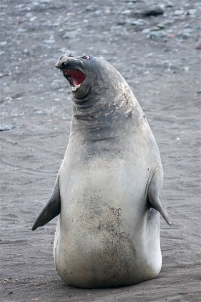 istock Young Male Southern Elephant Seal showing aggression. 1148241038