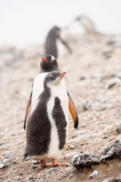 istock Adult and Young Gentoo Penguins 1148241151