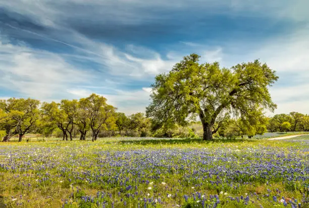 Photo of Willow city loop, Texan spring landscape with blue bonnets