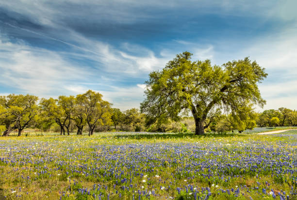 willow city loop, texan spring landscape with blue bonnets - natural land state imagens e fotografias de stock