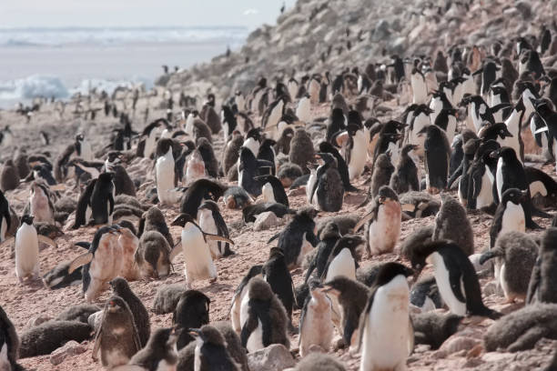 istock Adelie Penguins in huge colony, Antarctic Peninsula 1148241186