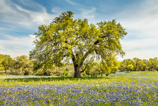 Willow city loop, Texan spring landscape with blue bonnets