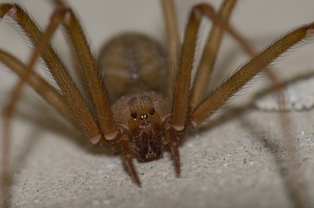 Mediterranean recluse spider. stock photo