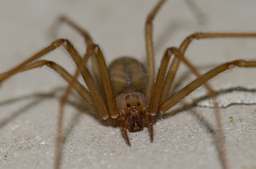 Amazing tiny spider with huge cheliceraes a bit ungry.. in defensive position