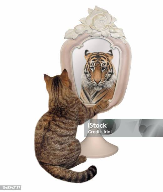 Cat Stares His Reflection 2 Stock Photo - Download Image Now - Animal, Animal Back, Animal Body Part