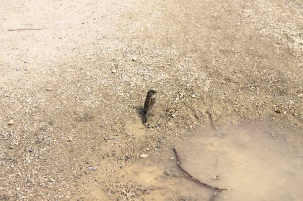 istock A little bird is playing in a puddle of water (Bacharach, Germany, Europe) 1148242179