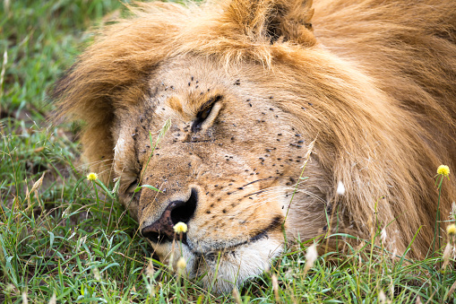 One big lion sleeps in the grass of the Kenyan savannah