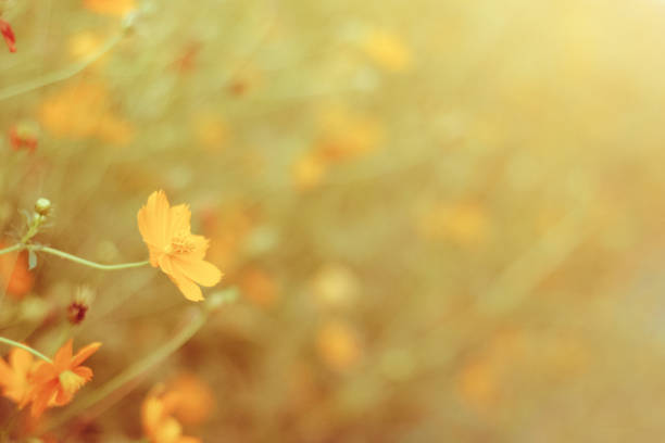 istock Blooming sulfur cosmos flowers field 1148242450
