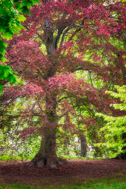 Red Beech tree in springtime Gothenburg
