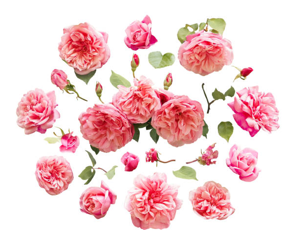 Rose flowers and green leaves isolated on white