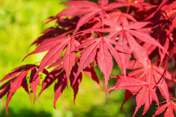 Beautiful red leaves of a Japanese maple or Acer japonicum on a sunny day. Nature and botany, ornamental trees and shrubs with red leaves for gardens and landscape design. Close-up.