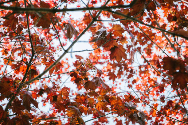istock Red maple Holly leaves, trees growing outdoors under a Sunny blue sky 1148246024