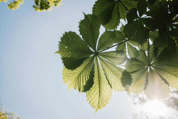 istock Green chestnut leaves, trees grow outdoors under a Sunny blue sky 1148246079