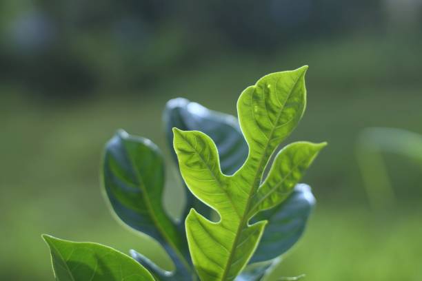 istock Nature leaves under the sun. 1148246655