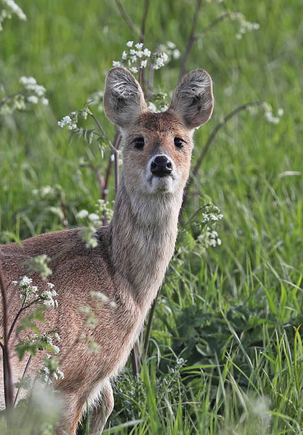 Chinese Water Deer Stock Photo - Download Image Now - Chinese Water Deer,  Animal, Animal Wildlife - iStock