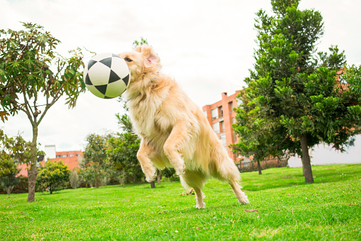 Large, blond breed dog, playing in the park with a ball