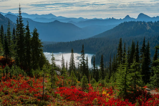 Red Huckleberry and Pine Trees in Front of Dewey Lake