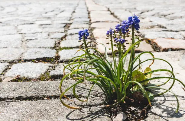Cluster of pretty blue grape hyacinth flowers with fresh green leaves sprouting through old outdoor cement paving in spring symbolic of the seasons