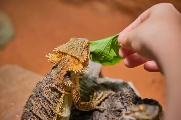 child hand while feeding a bearded dragon with garlic mustard