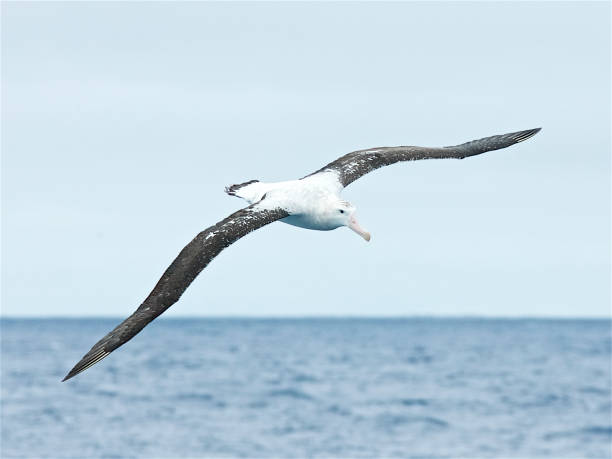 An immature Wandering Albatross soaring over the Southern Ocean An immature Wandering Albatross (Diomedea exulans) soaring over the Southern Ocean with both calm ocean and sky in background. wandering albatross photos stock pictures, royalty-free photos & images