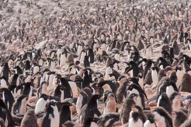 istock Adelie Penguins in huge colony, Antarctic Peninsula 1148249582