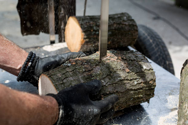 istock Man cutting and sawing a log in his back yard 1148250432