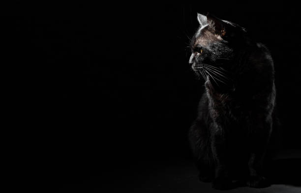 istock Portrait of a black cat in studio on black wall background with copy space 1148250562