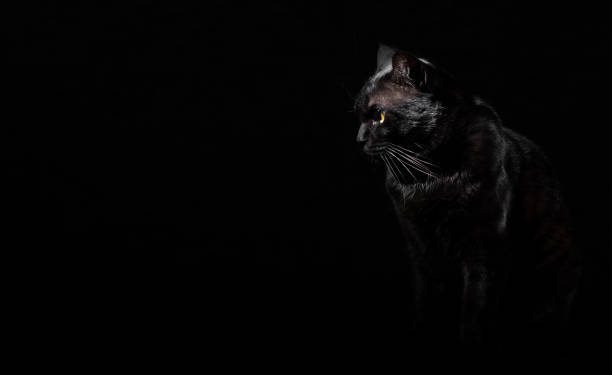 istock Portrait of a black cat in studio on black wall background with copy space 1148250563