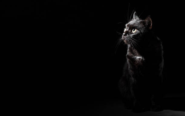 istock Portrait of a black cat in studio on black wall background with copy space 1148250583