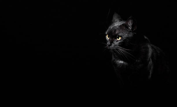 istock Portrait of a black cat in studio on black wall background with copy space 1148250592