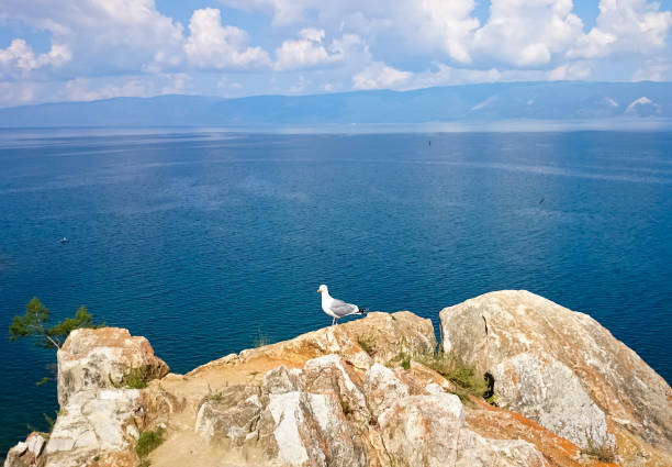 Seagull on a rock on the background of Lake Baikal. Olkhon Island. stock photo