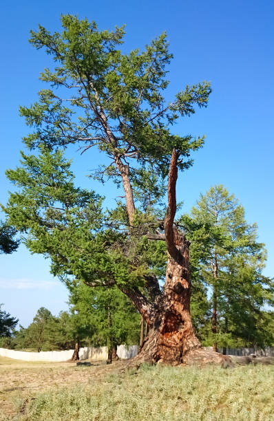 istock Old tree with a big hole. Baikal. Olkhon Island. 1148251421