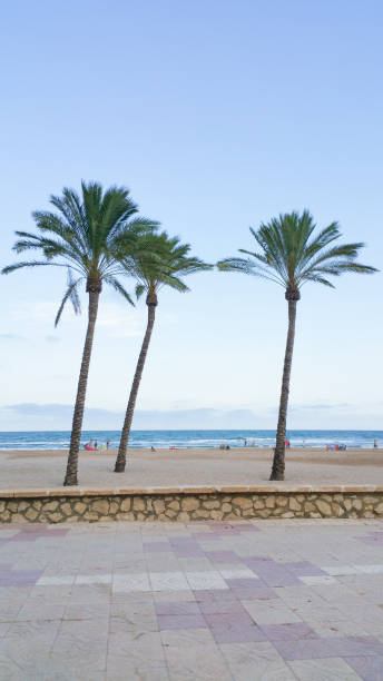 istock View of three palm trees on a beach in Valencia 1148251584