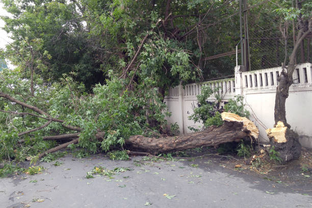 Hurricane aftermath, huge trees fallen. Broken trees in half. Destruction after the invasion of elements stock photo