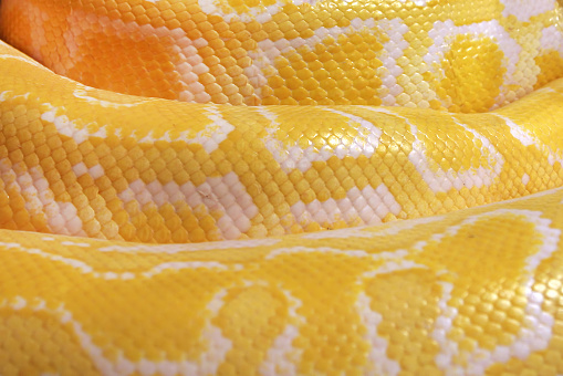 Stock photo showing close-up view of the glossy, textured reptile scales of the skin of an Indian python snake. This reptile is also known as the Asian rock python, black-tailed python or Indian rock python.