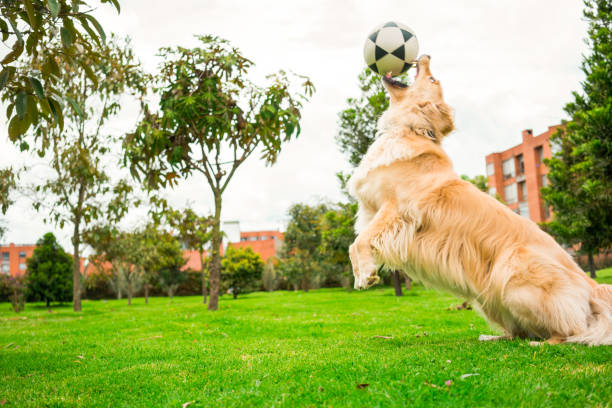 Large, blond breed dog, playing in the park with a ball