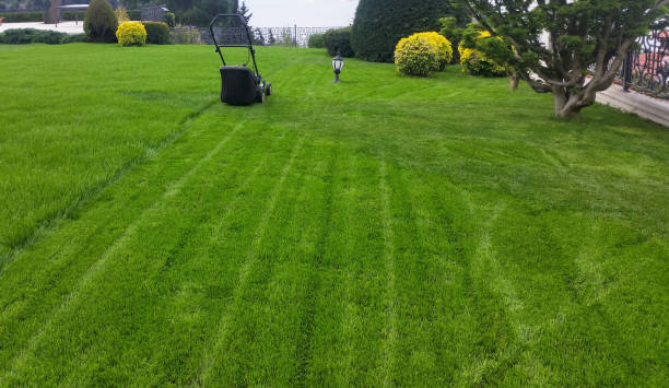 istock Lawn mover cutting the grass at the front or back yard 1148254175