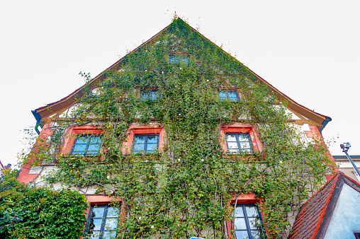 The wall of the vine climbing   - Bamberg, Bavaria, Germany