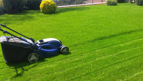 istock Lawn mover cutting the grass at the front or back yard 1148254370
