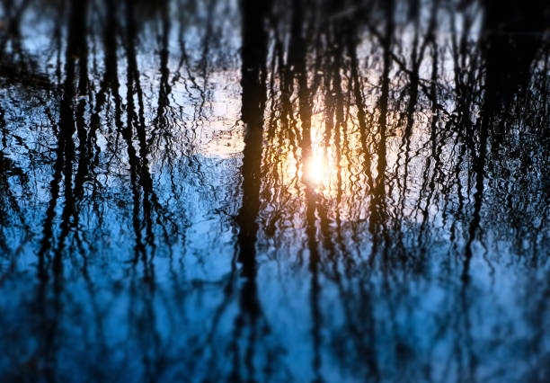 Beauty in nature - Dusk on the lake - Trees are reflected on water surface