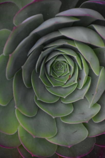 istock Succulent in Late Afternoon 1148257283